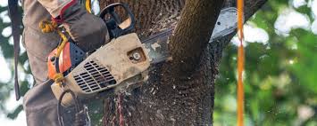  Providence, RI Tree Care Pros