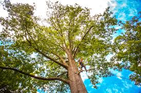 How Our Tree Care Process Works  in  Providence, RI