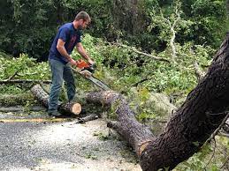 Best Tree Removal  in Providence, RI