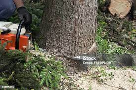 Best Tree Risk Assessment  in Providence, RI