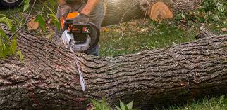 Best Palm Tree Trimming  in Providence, RI