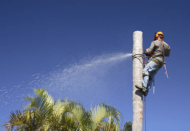 Lawn Pest Prevention in Providence, RI