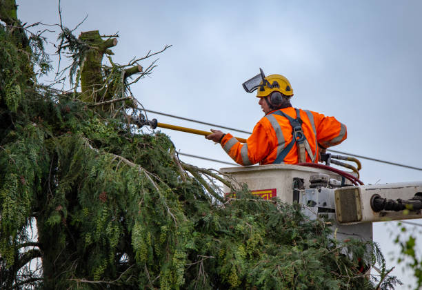 Best Hazardous Tree Removal  in Providence, RI