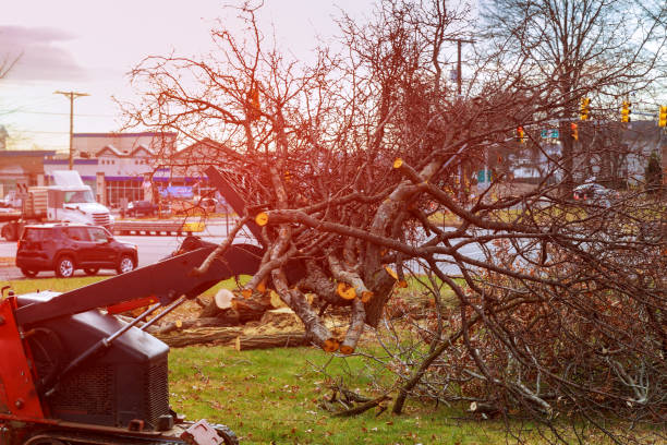 Best Tree Fertilization  in Providence, RI