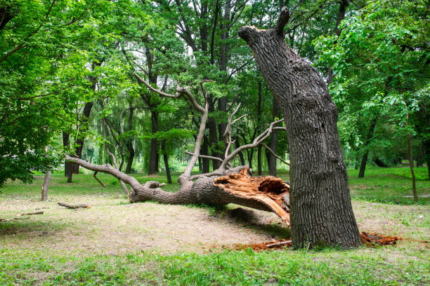 Best Lawn Pest Prevention  in Providence, RI
