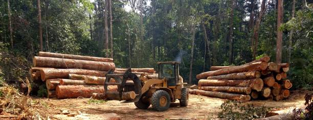 Best Firewood Processing and Delivery  in Providence, RI