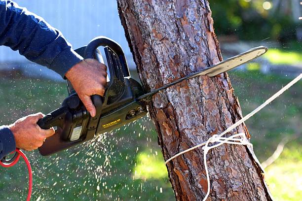 Best Tree Trimming and Pruning  in Providence, RI