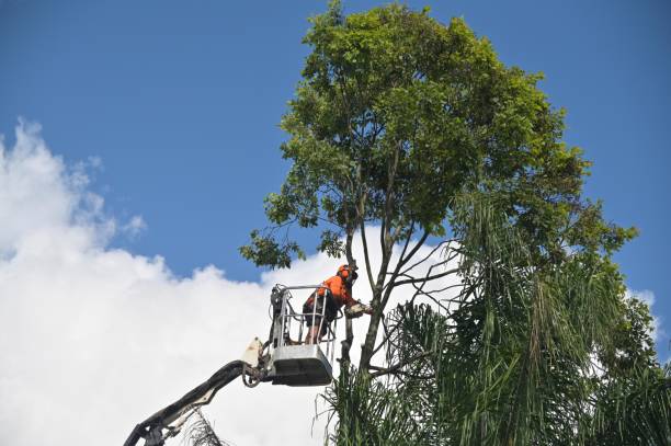 Best Tree Cabling and Bracing  in Providence, RI