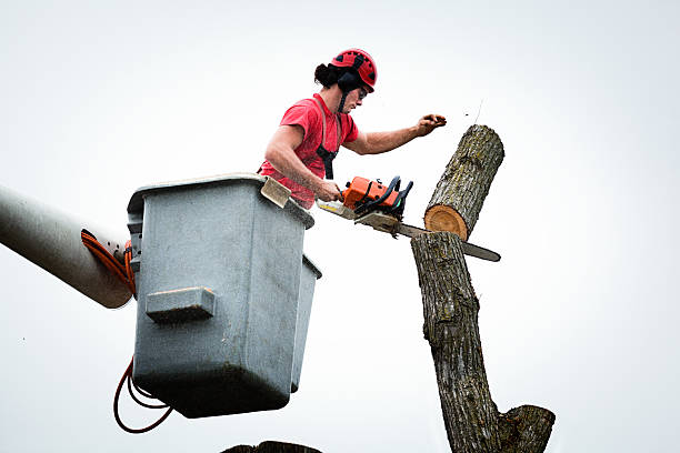 Best Tree Health Inspection  in Providence, RI