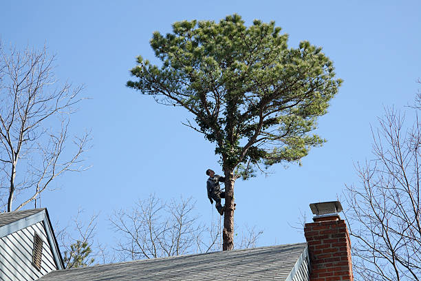 Best Tree Preservation Services  in Providence, RI
