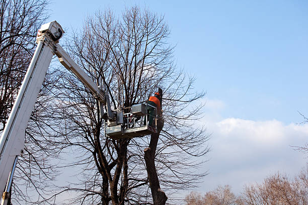 Best Seasonal Cleanup (Spring/Fall)  in Providence, RI
