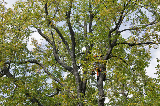 Best Storm Damage Tree Cleanup  in Providence, RI